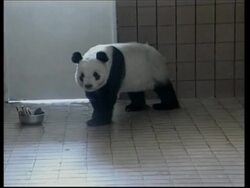 Japanese Panda has problems with travel documents News Clip