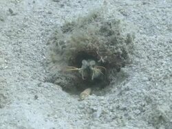 Mantis shrimp moving antennae, goes in to burrow, Southern Visayas, Philippines Stock Footage