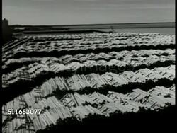 1949: SWEDEN LUMBER: WS Logs in river. HA WS Logs piled up on field. HA WS Swedish men standing on planks pushing logs in river w/ poles. MS Boat passing in harbor. Export, wood, tree, timber Instructional Video