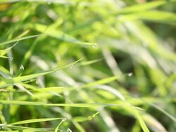 Morning dew Stock Footage