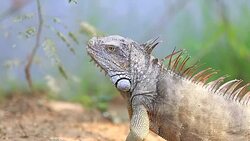 Iguana Close Up Stock Footage