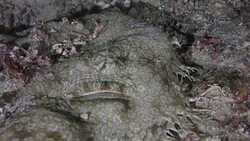 Close-up shot of Raja Ampat Wobbegong Shark Stock Footage