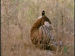 MS Royal Bengal tiger, Panthera tigris tigris, scratching in grass, Bandhavgarh National Park, India Stock Footage