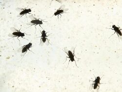 Flies (insects) walk on dirty window - loopable, HD, NTSC Stock Footage