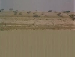 WA pair of Arabian gazelle, Gazella arabica, running over desert, high speed, Jiddat al Harasis desert, Oman Stock Footage