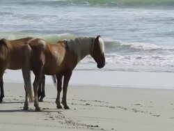 WS PAN Shot of three horses standing on beach and waves crashing beach / Rodanthe, North Carolina, United States Stock Footage