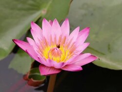 Bee flying into lotus flowers. Stock Footage