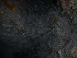 Lionfish swimming in the dark coral depths at Honduras Bay Islands Stock Footage