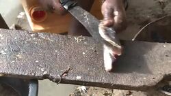 VOICED : Senegal lucha por su pesca News Clip