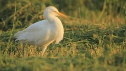 Cattle egret (Bubulcus ibis) in the field  Stock Footage