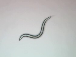 Caenorhabditis elegans (C.elegans) Stock Footage