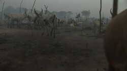 A cattle camp in South Sudan Stock Footage