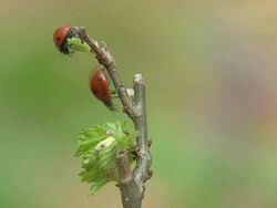 HD Ladybirds Stock Footage