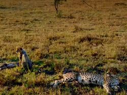 MS Mother and two baby cheetahs laying down in grass / Masai Mara, Kenya Stock Footage