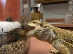 A move by Florida pet owners to order exotic cockroaches online for their reptiles has researchers worried. They say some of the roaches could escape and introduce new species into the United States. News Clip