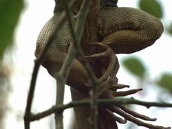 High speed Green Iguana (Iguana iguana) climbing vine, back legs Stock Footage
