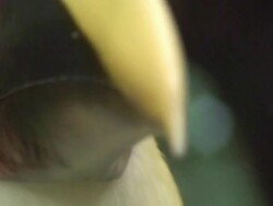 Swainsonâ€™s Toucan face Stock Footage