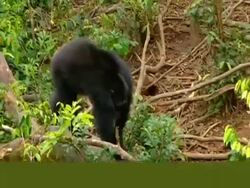 MWA High angle, Chimpanzee on all-fours on log, rocking and running up and down Stock Footage