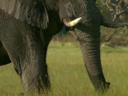 MS TS Elephant walking and grazing in tall grass / Okavango Delta, North West District, Botswana Stock Footage
