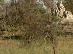 MS TS Shot of collared lioness and lion displaying courting behavior / Okavango Delta, North-West District, Botswana Stock Footage