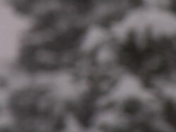 RF snowy trees / Jasper, Alberta, Canada Stock Footage