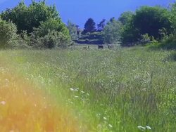 Grass area in prairie Stock Footage