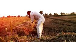 Farmer working in the field using hoe Stock Footage