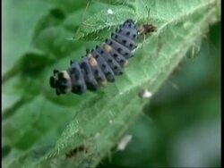 CU Ladybird Beetle larvae crawls over nettle, United Kingdom Stock Footage
