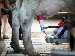 Milking the cow and stopping machine. Stock Footage