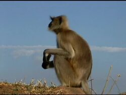 Sacred Langur Hanuman Monkey Guarding in Jaipur India Stock Footage