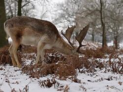 Fallow Deer feeding in the snow Stock Footage