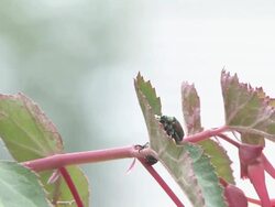 Begonia 4 - HD 30F Stock Footage