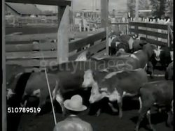Cattle and sheep at stockyard Instructional Video