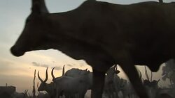 A cattle camp in South Sudan Stock Footage