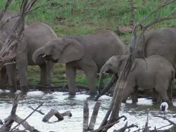 MS SLO MO Shot of  Elephant drinking water / Pilanesberg, Gauteng, South Africa Stock Footage