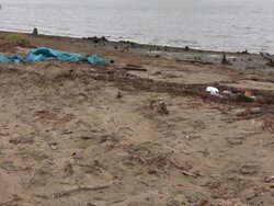 Rubbish and Debris Beside Brisbane River Stock Footage