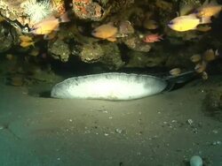 CU Ribbon tail ray lying and hiding on sea floor of cave covered in coral and clams / Matola, Maputo, Mozambique Stock Footage