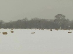 WA pan left across snow covered field full of sheep, United Kingdom Stock Footage