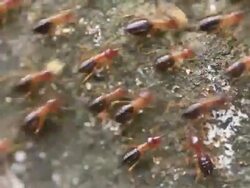 Termites walking on the floor Stock Footage