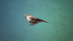 Why Your Brain Is In Your Head Instructional Video