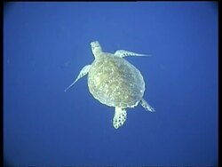 MS Green Turtle swims away from camera over reef, CU Turtle shell, high angle, Sipadan, Borneo, Malaysia Stock Footage