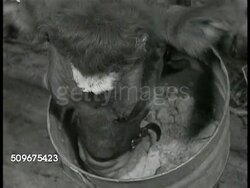 1940: SWEDEN: FISHING INDUSTRY: Small wooden fishing boat into harbor. Fishermen dumping crate of fish into box at dock. Fishermen unloading cargo hold, crates of fish onto dock. Woman weighing fish w/ manual scale. Women display fresh fish for sale. Instructional Video