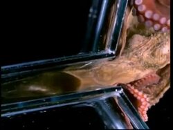 Giant octopus squeezes through plastic tube which is 1/10th size of its body, short sequence Stock Footage
