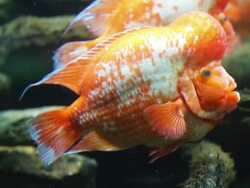 Chicago's Shedd Aquarium Stock Footage