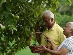 Senior couple plucking guava fruits in the garden  Stock Footage
