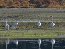 MS TS Five trumpeter swans taking off at Snake River / Tetons, Wyoming, United States Stock Footage