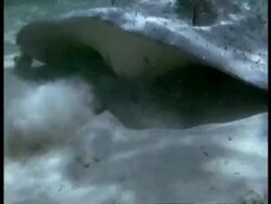 CU Thornback Ray, Raja clavata, underwater, foraging through sand on seabed, Australia Stock Footage