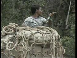 INDONESIA: RESCUED ORANGUTANS RETURNED TO THE FOREST News Clip