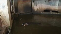 Baby hippo makes public debut at Prage Zoo News Clip