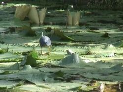 Green heron in the swamp 3  60i Stock Footage